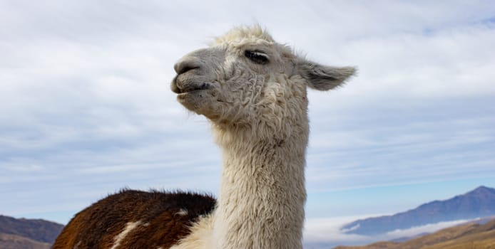 Close-up photo of a llama in the Calchaqui Valleys, Tucuman, Argentina.Eco tourism in the north of Argentina. Exotic landscapes. Lama grlama. Winter tourism. Wallpapers for tourism brochure