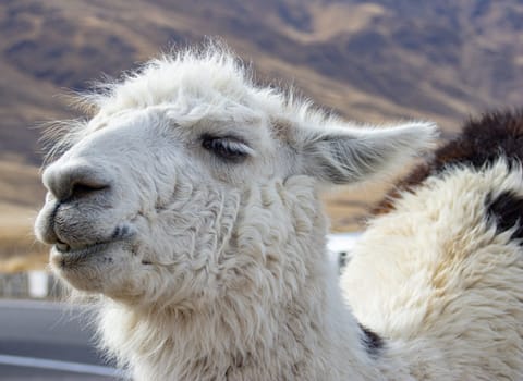 Llama in the foreground with the mountains of Calchaquies Valleys background. Eco tourism in the north of Argentina. Exotic landscapes. Lama grlama. Winter tourism. Wallpapers for tourism brochure