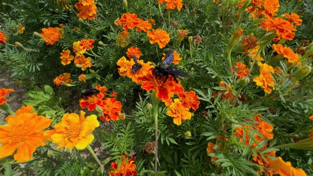Slow-motion video showing large buzzing flies among vibrant orange carnations in a summer garden.