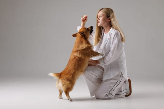 woman training welsh corgi pembroke on isolated white background , dog education and training concept