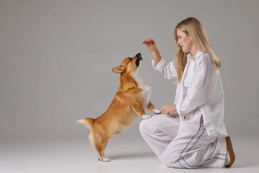woman training welsh corgi pembroke on isolated white background , dog education and training concept
