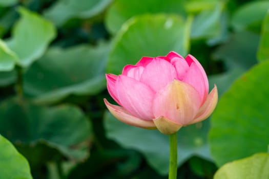 A pink lotus flower sways in the wind, Nelumbo nucifera. Against the background of their green leaves. Lotus field on the lake in natural environment