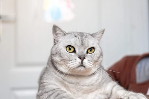 A grey tabby cat with green eyes stares intensely at the camera. The cat is sitting on a wooden surface with a blurry brown blanket in the background.
