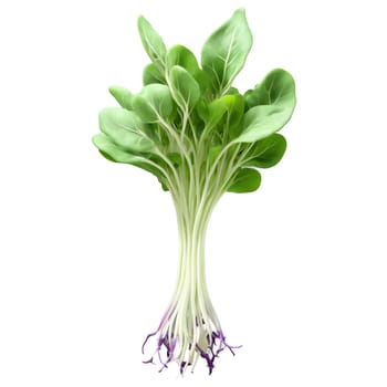 Kohlrabi microgreens Brassica oleracea var gongylodes crisp green leaves with purple veins neatly arranged Microgreen. Microgreen isolated on transparent background.