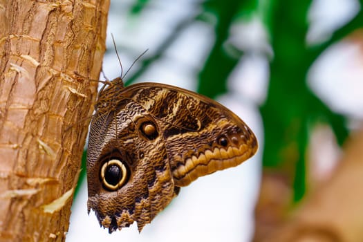 Eyes of the Tropics: Caligo Atreus Butterfly with Unique Wing Patterns. A Captivating Resident of the Butterfly Garden and Butterfly Farm