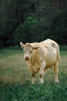 Captivating Charolais cattle grazing. Majestic French Charolais cows gracefully roaming in a picturesque meadow on a sunny day.