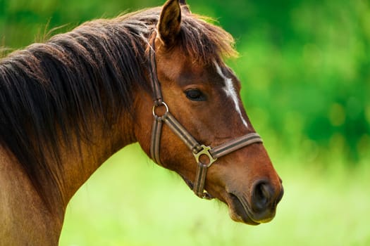 Powerful and elegant, a brown horse against a vibrant green field, creating a tranquil and captivating scene. Capturing the essence of grace and power, this close-up portrait features a stunning brown horse. horse close up face