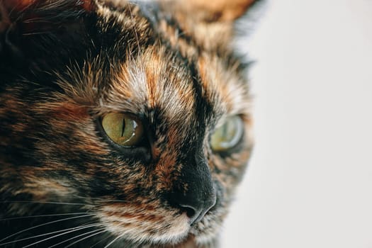 Muzzle of a adorable yellow-eyed kitten in profile. Cat with a black nose and light cheeks. Pet in bright daylight. Theme of domestic animals in close-up.
