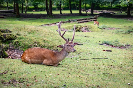 Deer buck with antlers in autumn forest, vejle Dyrehaven, Denmark
