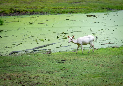 white albino deer in autumn forest, vejle Dyrehaven, Denmark