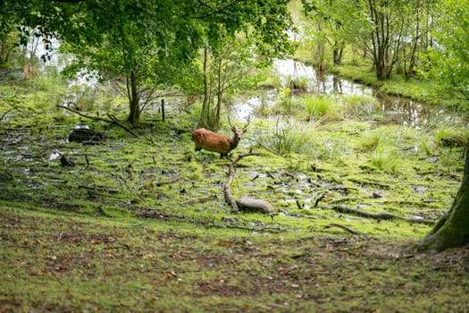 Deer buck with antlers in the water in vejle Dyrehaven, Denmark