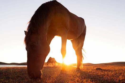 horse grazing in a field with the sun setting in the background against blue cloudless sky with bright sunlight at sundown time, concept of peaceful and serene landscape and animals