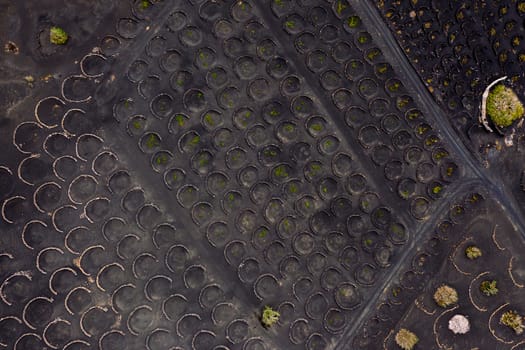top view of backdrop representing vines growing in pits in Geria, Lanzarote at Canary Islands, Spain, concept of viticulture and traditional agriculture
