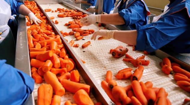 Employees in blue uniforms inspect and sort an abundance of fresh carrots on a conveyor belt, ensuring quality control in a processing facility.