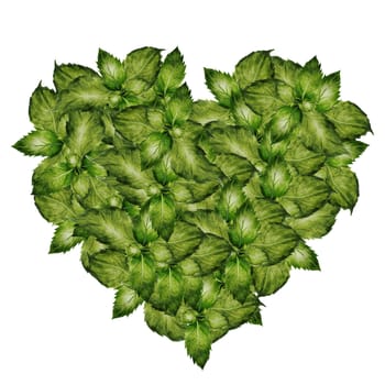 Heart of green leaves watercolor. Herbal heart. Hand drawn shape with mint leaves on isolated white background. Ideal for herbal tea and other drinks logo and natural cosmetics. High quality illustration