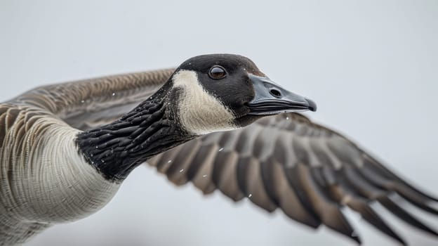 duck on a white isolated background.