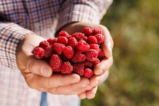 A person holding a large handful of fresh raspberries in their hands, with a blurred green background suggesting an outdoor setting