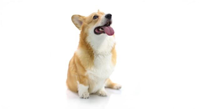 Dog corgi breed looks up on a white background, close-up. Photographing dogs in a photo studio. Companion
