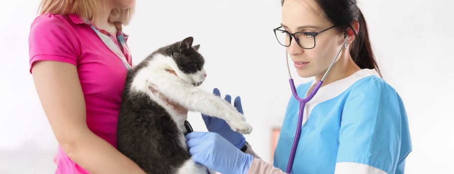 Portrait of veterinarian woman examine domestic pet with stethoscope tool listen to heartbeat. Checkup of cats health in vet. Veterinary medicine concept