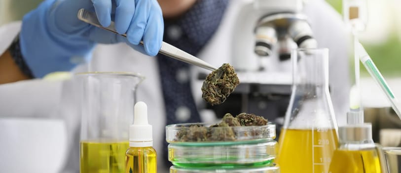 Close-up of glass container with marijuana buds on it placed for laboratory investigation. Scientist take cannabis with tweezer tool. Medicine, lab concept