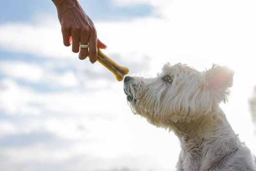 owner's hand holds bone near white dog's mouth on sunny day, west highland white terrier waiting for treat from owner