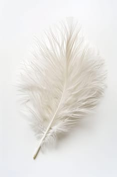 fluffy white feather highlighted on a white isolated background.