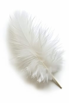 fluffy white feather highlighted on a white isolated background.