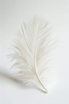 fluffy white feather highlighted on a white isolated background.