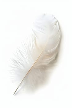 fluffy white feather highlighted on a white isolated background.