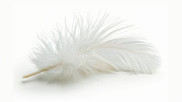 fluffy white feather highlighted on a white isolated background.