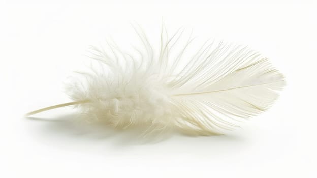 fluffy white feather highlighted on a white isolated background.