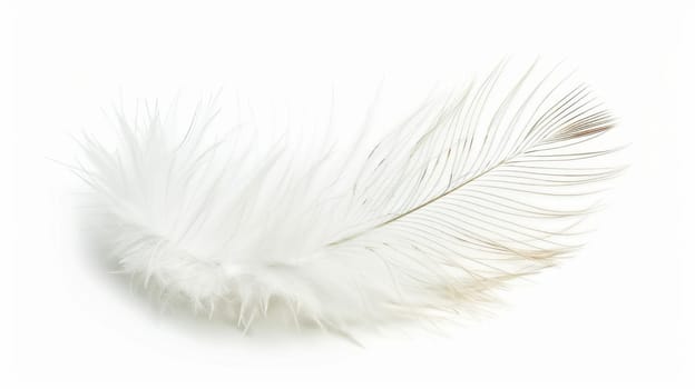 fluffy white feather highlighted on a white isolated background.