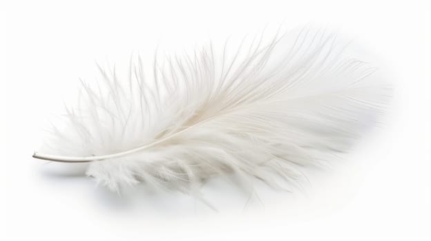 fluffy white feather highlighted on a white isolated background.