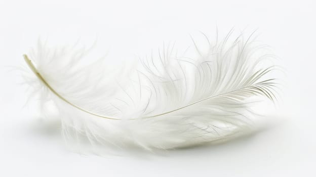 fluffy white feather highlighted on a white isolated background.