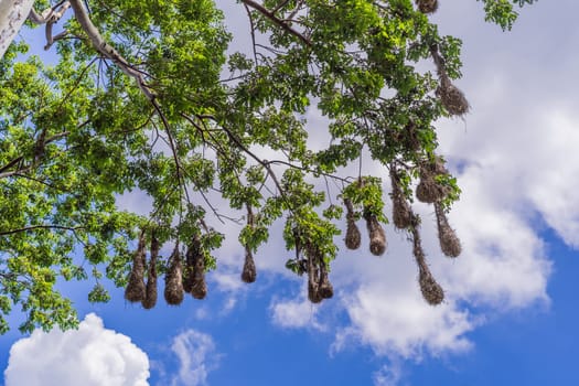 Bird nests of Montezuma Oropendola hanging from tree branches against a cloudy sky. Nature, wildlife, and habitat concept.