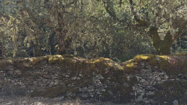 Backlit video capturing sunlight and shadows on a moss-covered old stone wall, next to a forest boundary.