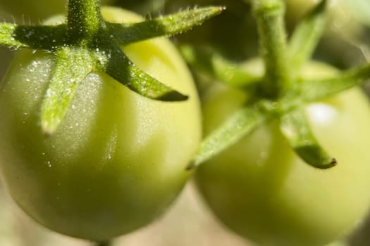 Ripening Journey.From Green to Red.Close-up captures the natural ripening process of tomatoes on the vine. Two luscious red tomatoes take center stage with their shiny skins reflecting light, symbolizing peak ripeness.
