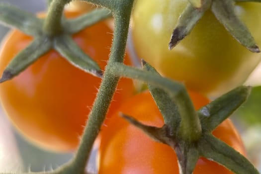Ripening Journey.From Green to Red.Close-up captures the natural ripening process of tomatoes on the vine. Two luscious red tomatoes take center stage with their shiny skins reflecting light, symbolizing peak ripeness.