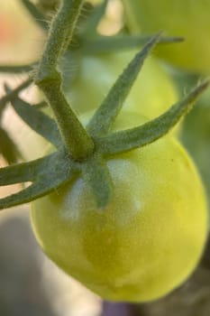 Ripening Journey.From Green to Red.Close-up captures the natural ripening process of tomatoes on the vine. Two luscious red tomatoes take center stage with their shiny skins reflecting light, symbolizing peak ripeness.