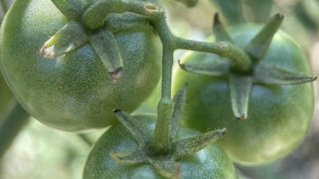 Ripening Journey.From Green to Red.Close-up captures the natural ripening process of tomatoes on the vine. Two luscious red tomatoes take center stage with their shiny skins reflecting light, symbolizing peak ripeness.