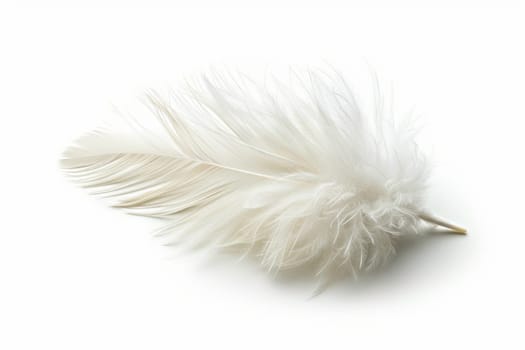 fluffy white feather highlighted on a white isolated background.