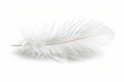 fluffy white feather highlighted on a white isolated background.