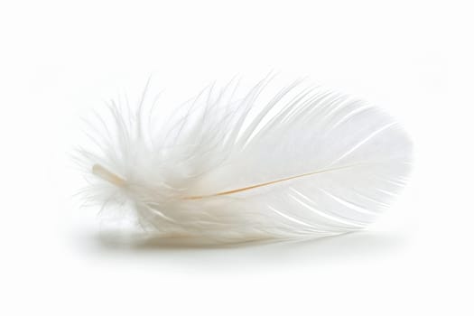 fluffy white feather highlighted on a white isolated background.