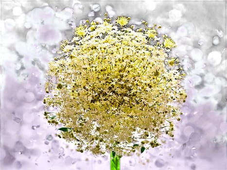Elderflower Tea Immune boosting elderflower tea in a sleek glass with elderflowers and a fragrant. Drink isolated on transparent background.