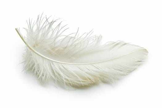 fluffy white feather highlighted on a white isolated background.