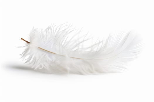 fluffy white feather highlighted on a white isolated background.