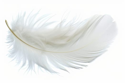 fluffy white feather highlighted on a white isolated background.