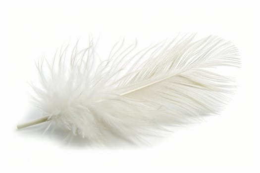 fluffy white feather highlighted on a white isolated background.