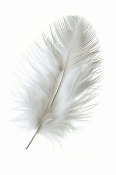 fluffy white feather highlighted on a white isolated background.