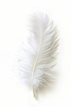 fluffy white feather highlighted on a white isolated background.